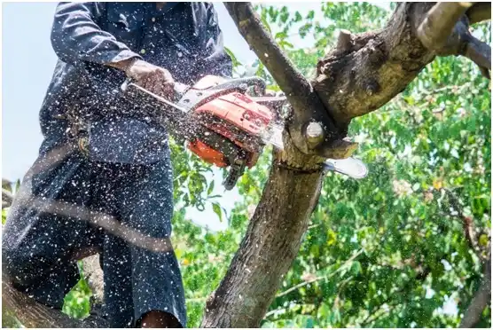 tree services St. Lawrence